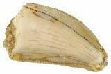 Serrated, Raptor Tooth - Real Dinosaur Tooth #285198-1